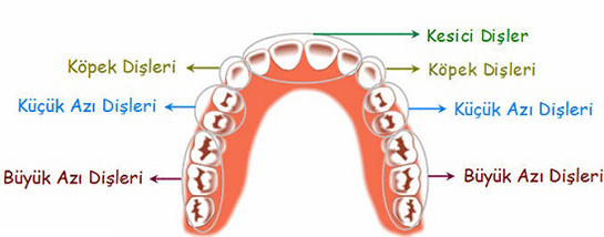 Diş Çeşitleri Nelerdir?